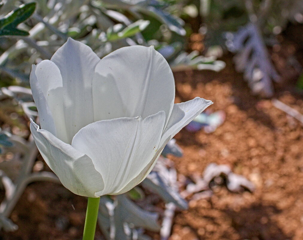 белый тюльпан - Giant Tao /