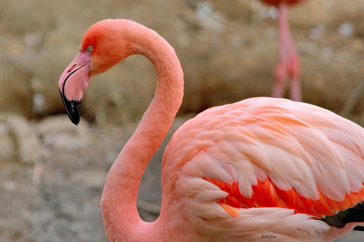 розовый фламинго - Andrey Bragin 