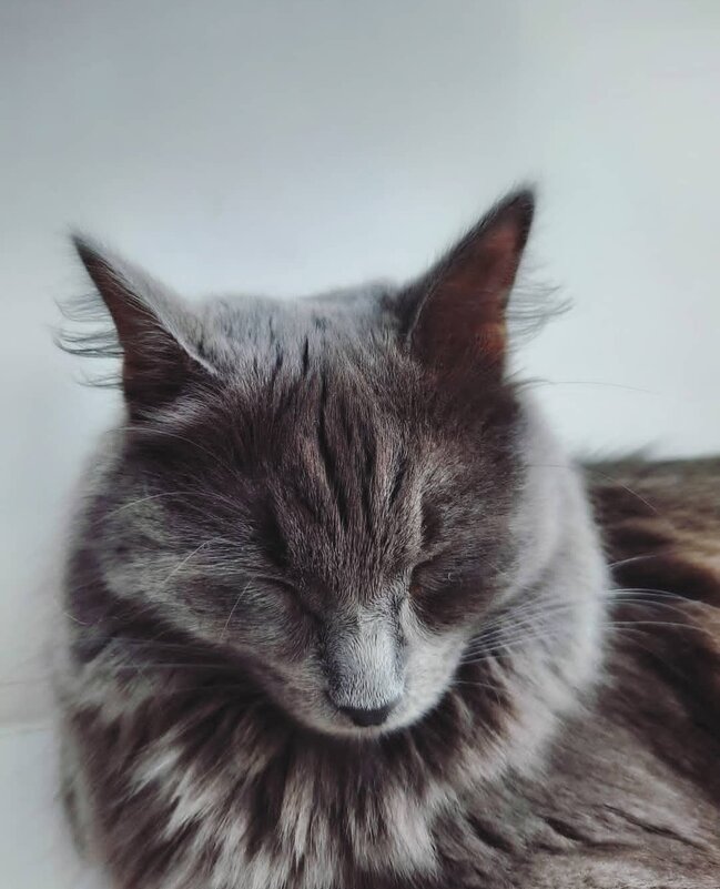 Спящая кошка - Дарья Трифанова