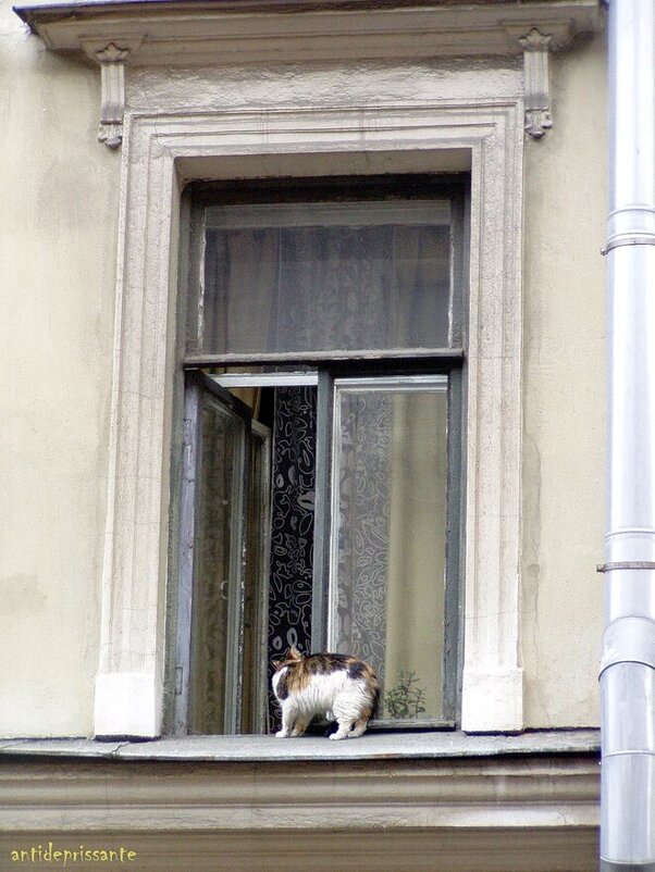 Кот в окне...СПБ...Центр... - vadim 