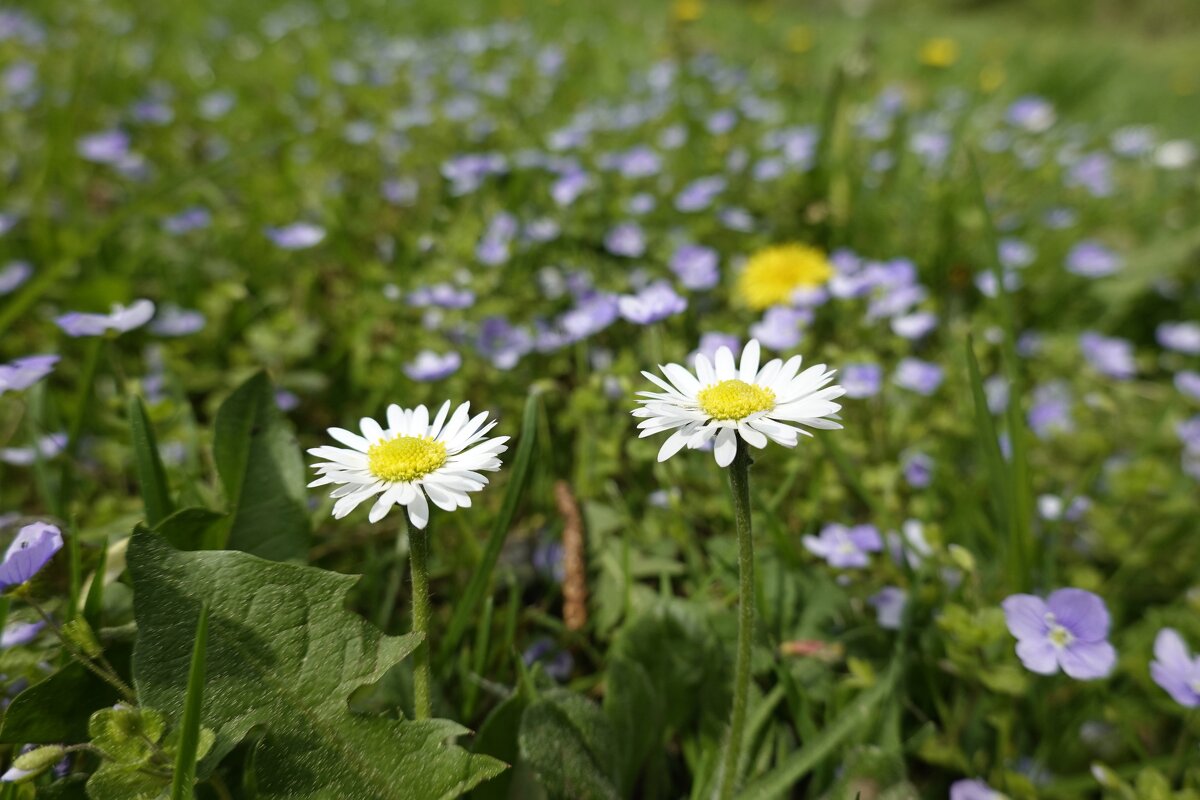 Я люблю вас, цветы полевые – Так приветливы, радостны вы; Белоснежные и голубые, Улыбаетесь мне .. - Galina Dzubina