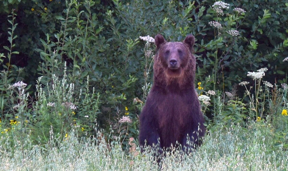 медведь - Виктор Николаев