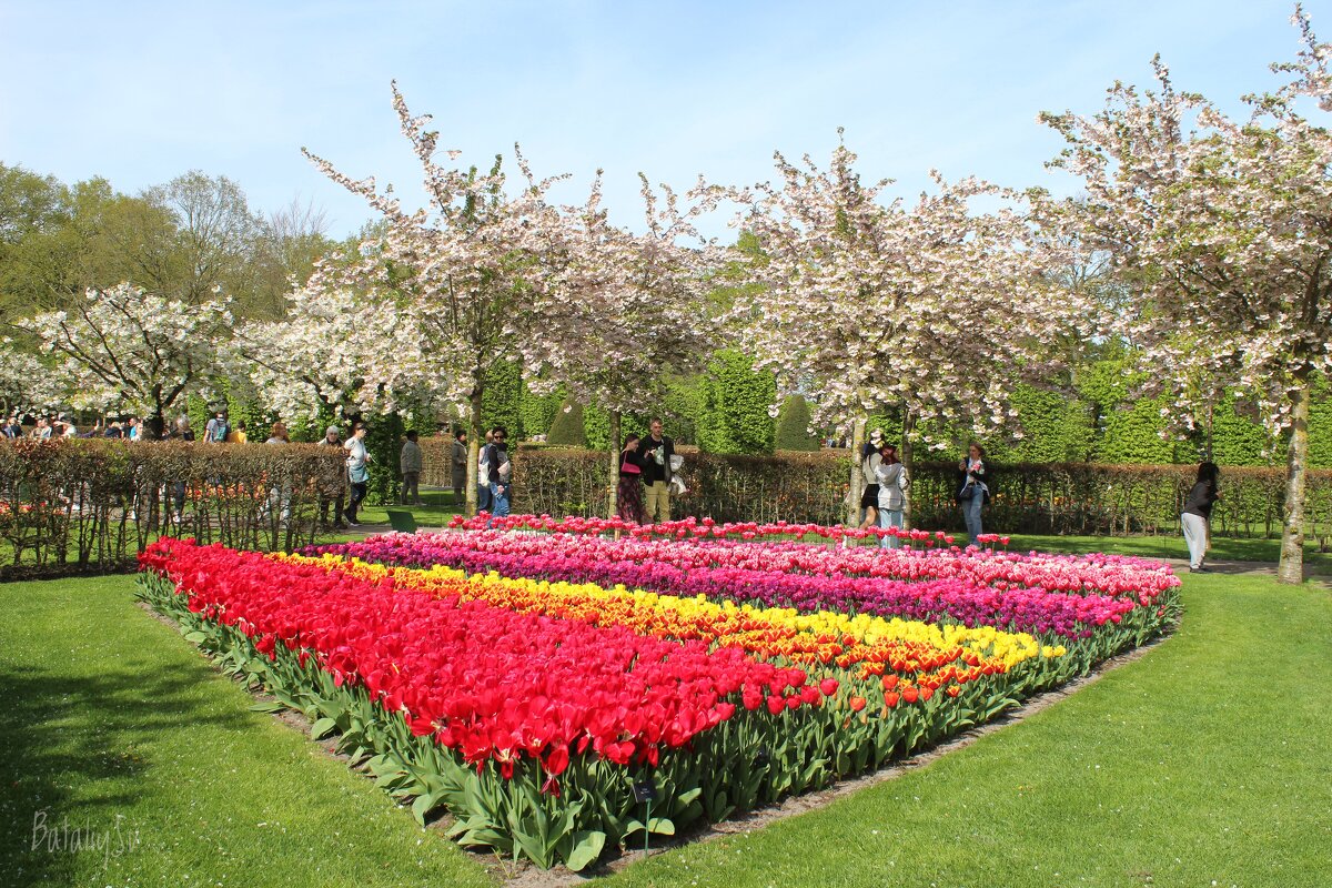 парк цветов Keukenhof - Светлана Баталий