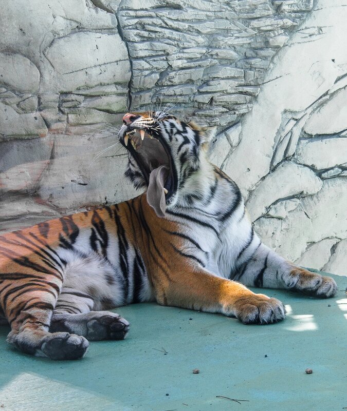 Зевающий тигр - Клим Павлов