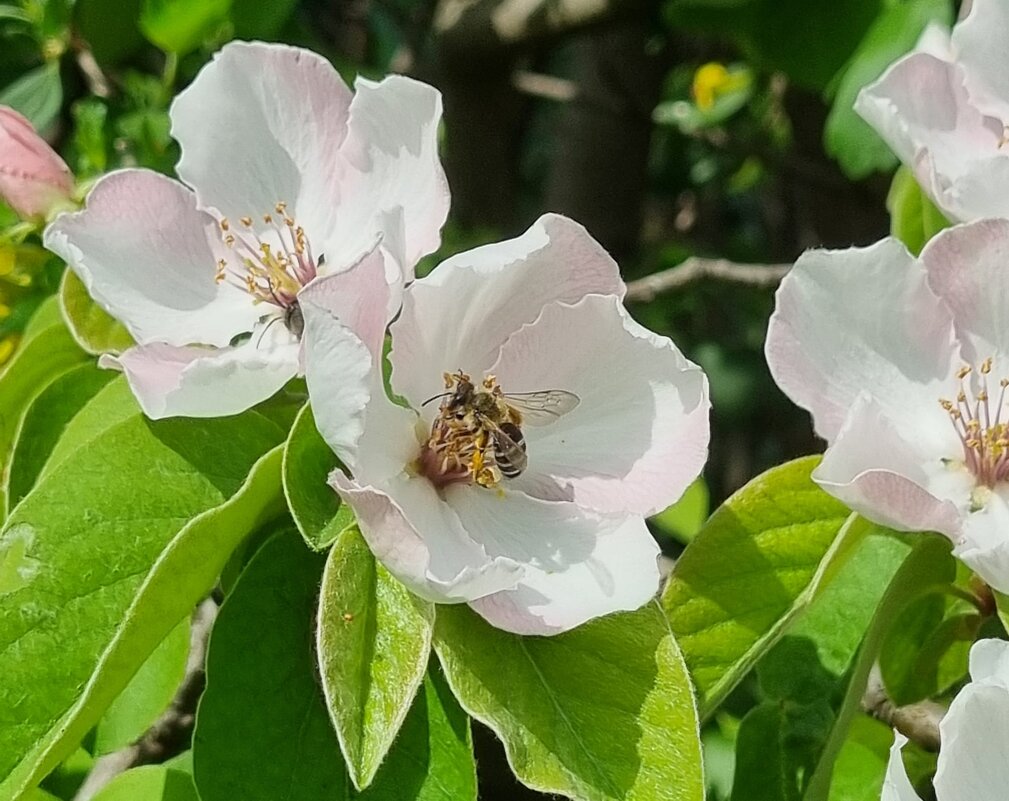 Пчёлка - Наталья 