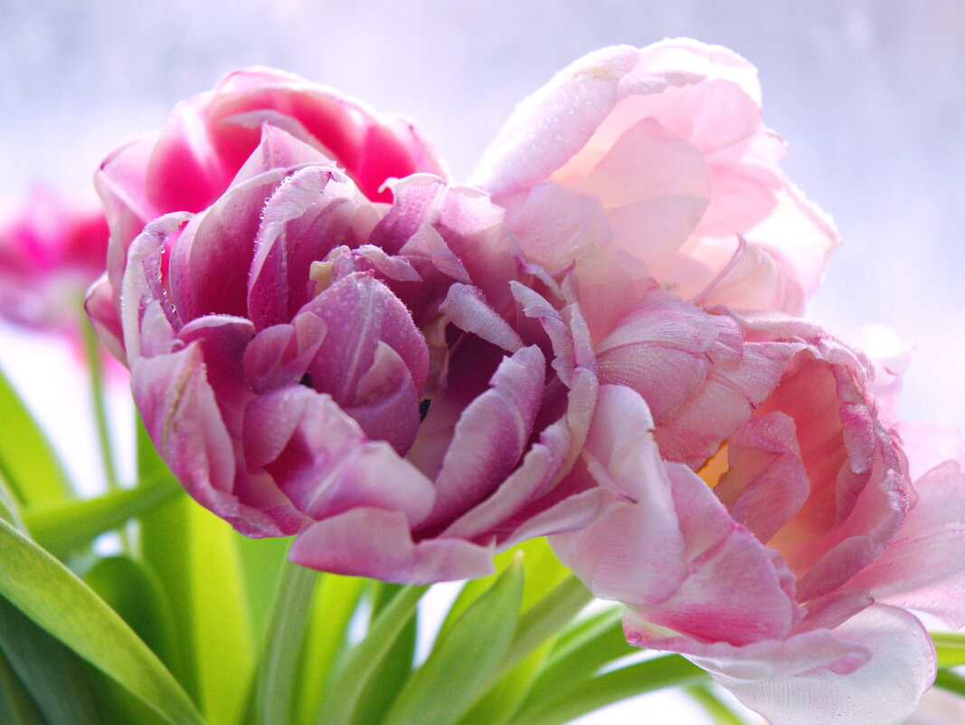 Тюльпаны в марте. - Galina Serebrennikova