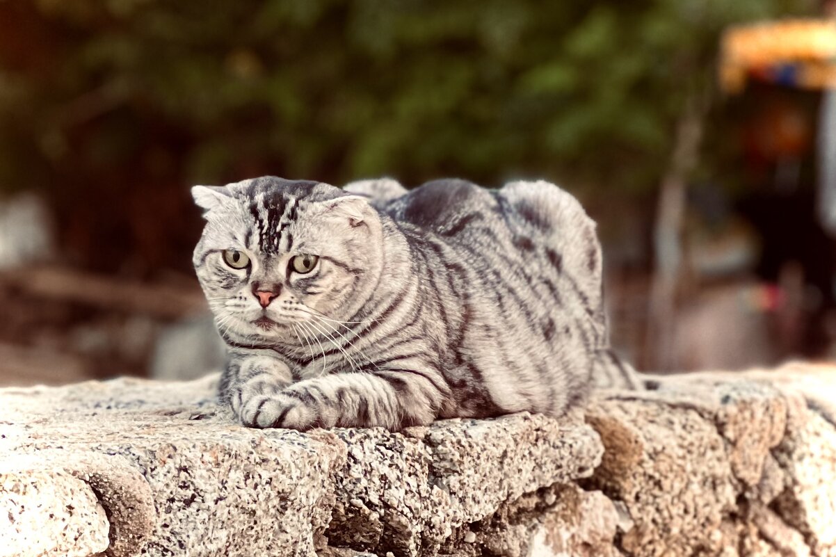 Тайский котик - Наташа Королева