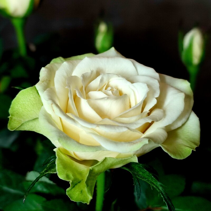 Комнатная роза - Валентина Богатко 