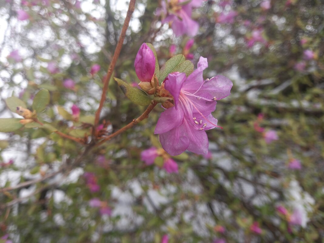 Рододендрон - Сапсан 