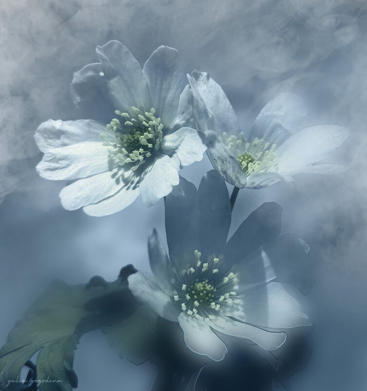 Первые цветы - Юлия Погодина