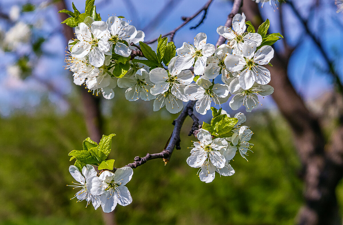 Весны цветенье - Aleksey Afonin
