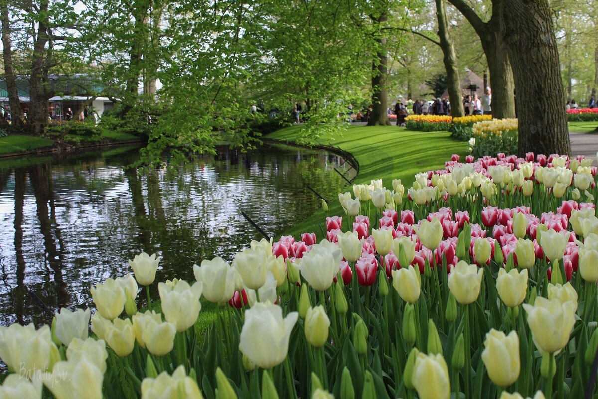 парк цветов Keukenhof - Светлана Баталий