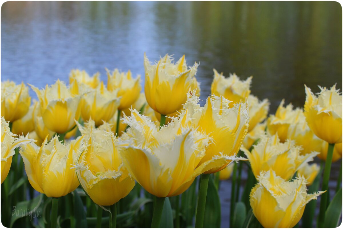 парк цветов Keukenhof - Светлана Баталий