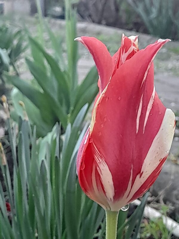 Тюльпан даёт салют весне! - Нина Акарцева 