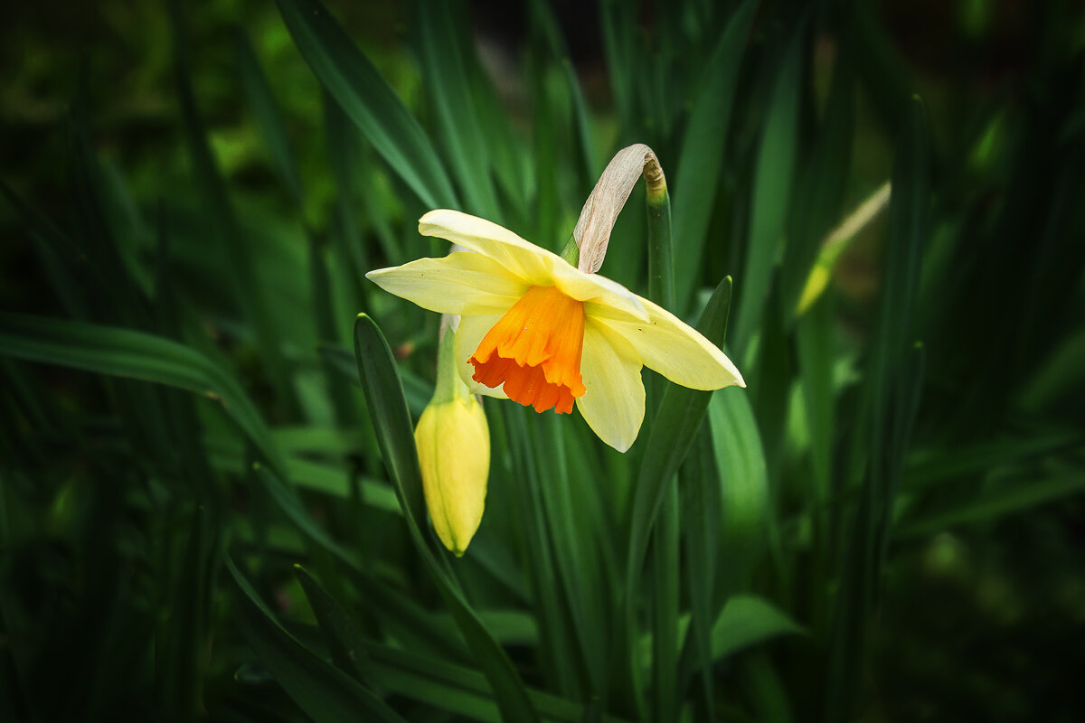Весенний цветок Нарцисс. - Татьяна Семенова