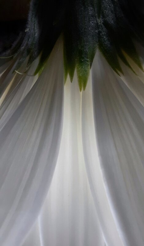 Белые цветочные лепестки-крылья - Дарья Трифанова
