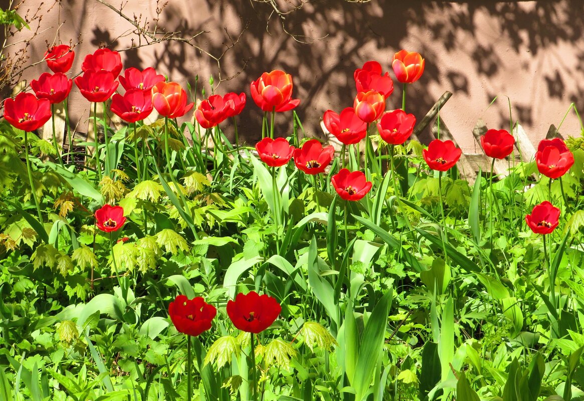 Тюльпаны под окнами - Андрей Снегерёв