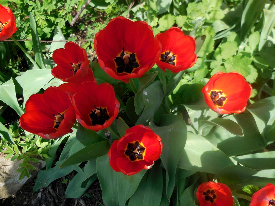 Апрельские тюльпаны - Надежда 