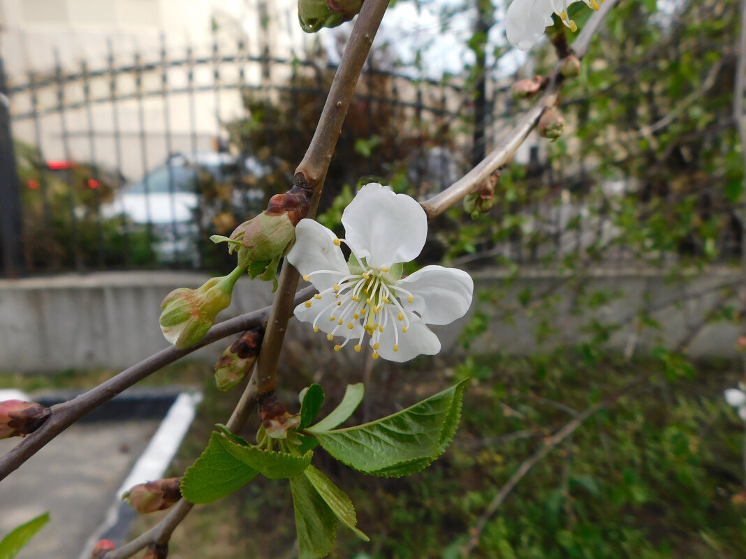 Цветок вишни - Наиля 