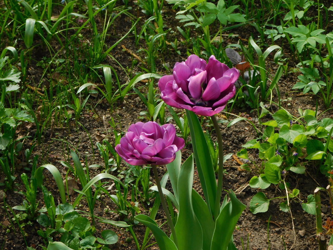 Тюльпаны пионовидные - Наиля 