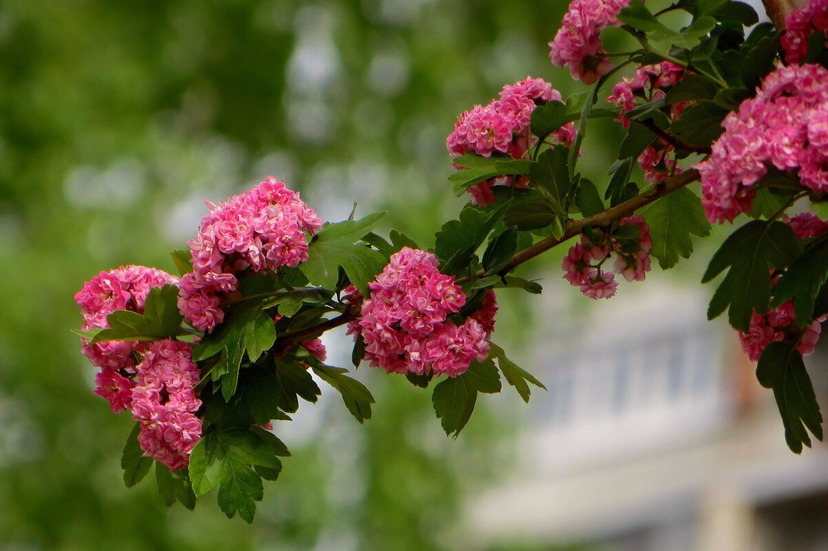 Боярышник Пауль Скарлет цветёт яркими крупными соцветиями из миниатюрных розочек - Татьяна Смоляниченко