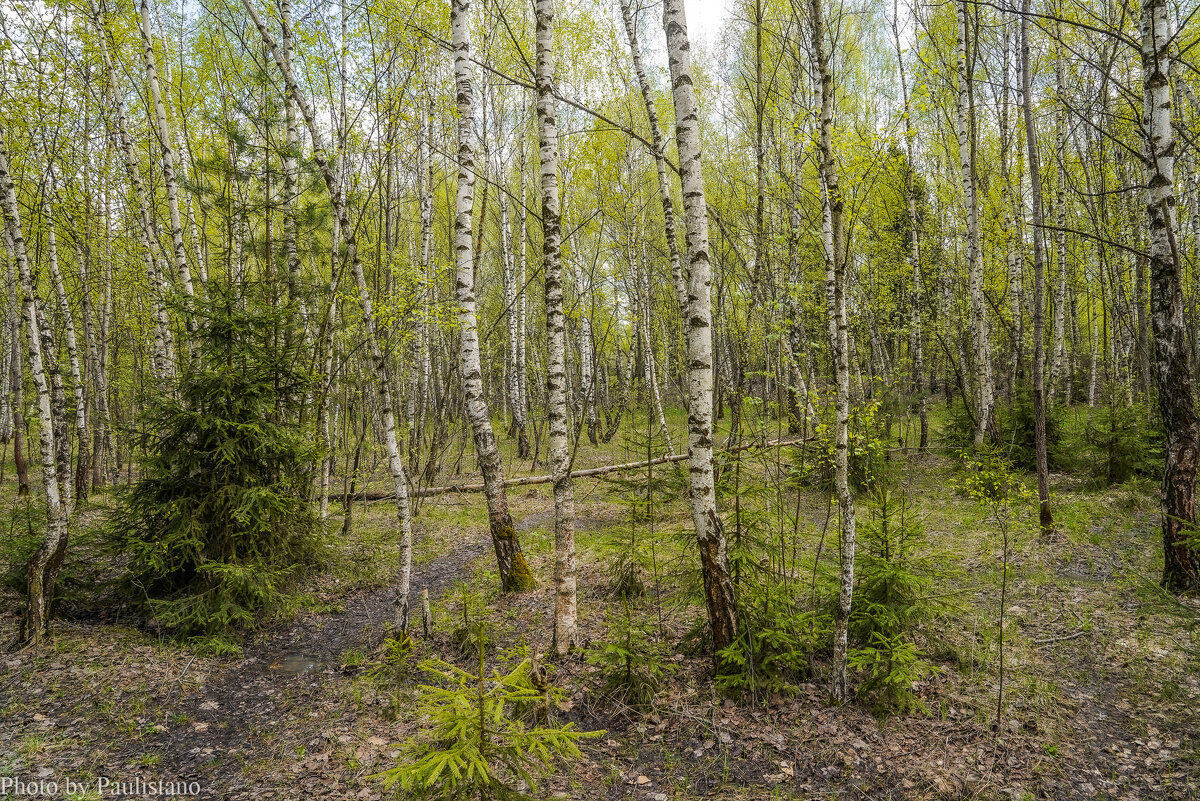 В весеннем лесу... - Владимир Жданов