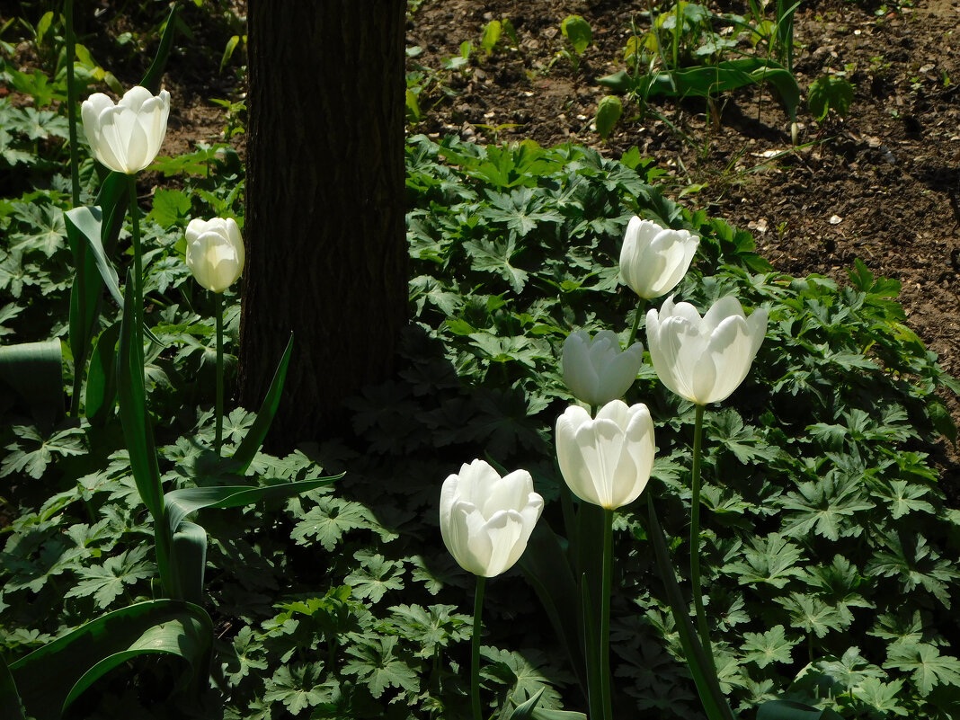 Белые тюльпаны - Наиля 