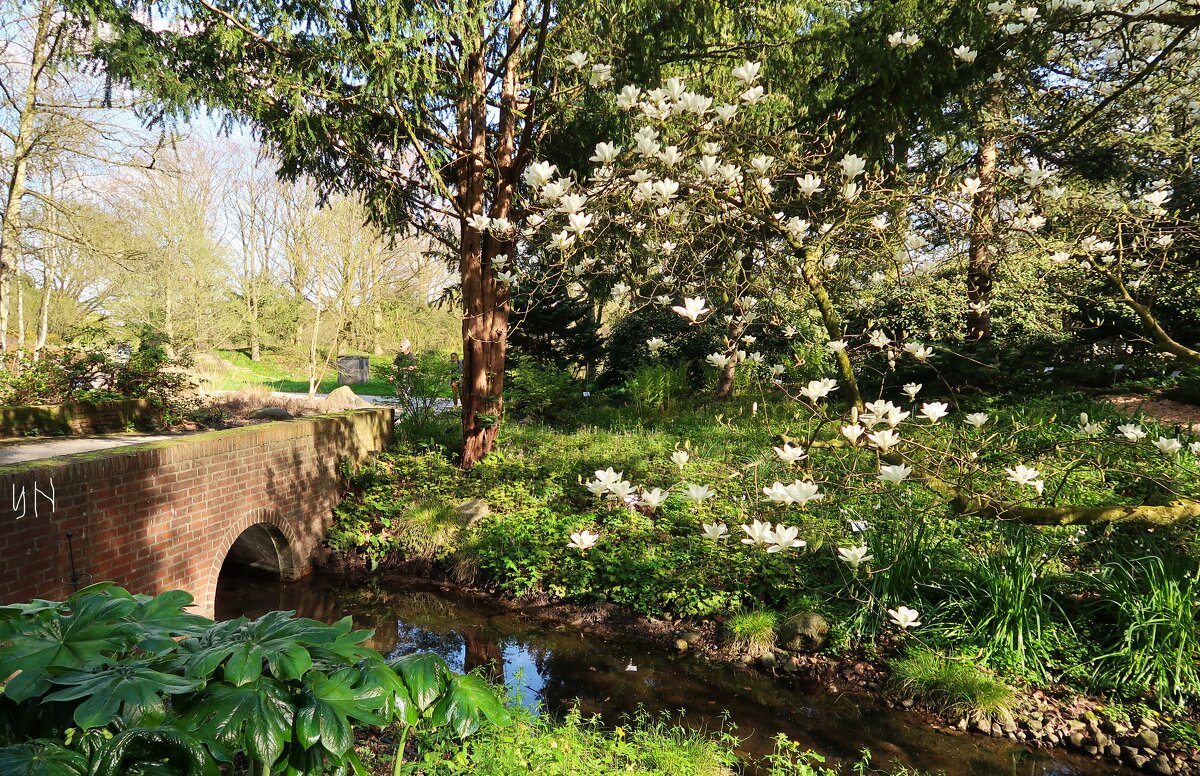Ботанический сад Гамбурга. Магнолия - Nina Yudicheva