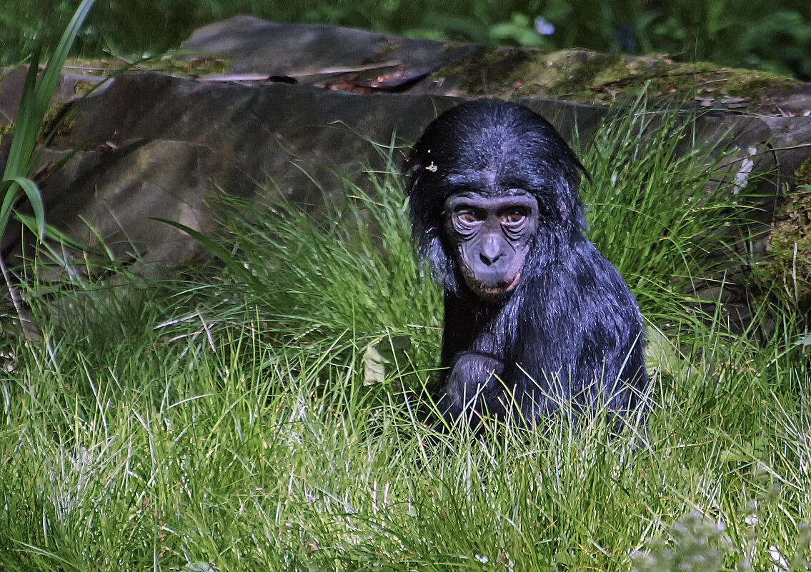 В траве сидел малыш Бонобо - Андроник Александр 