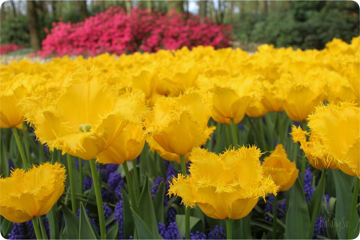 парк цветов Keukenhof - Светлана Баталий