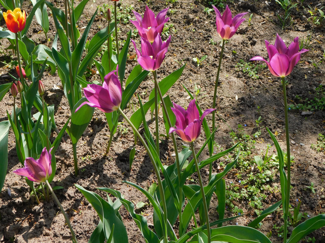 Лилиецветные тюльпаны - Наиля 