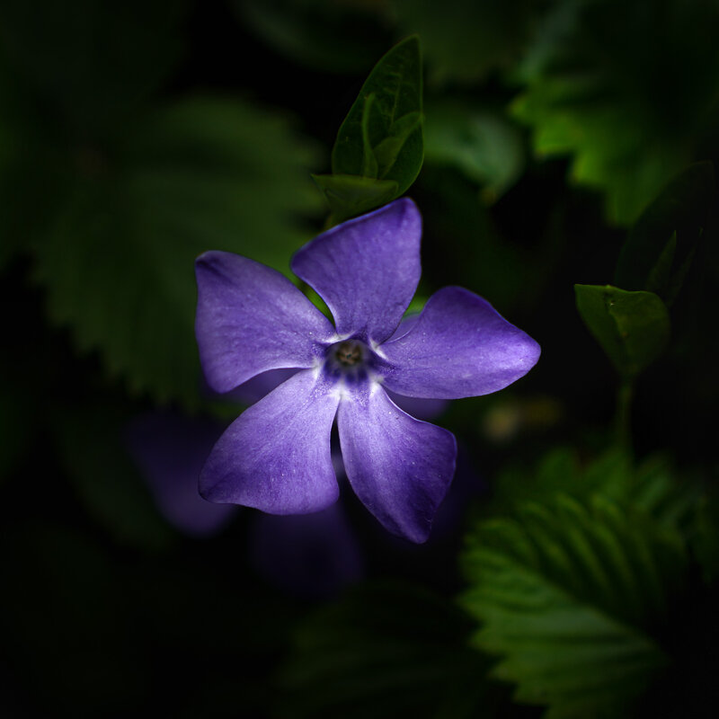 Волшебный мир цветов - Андрей Вайтинович