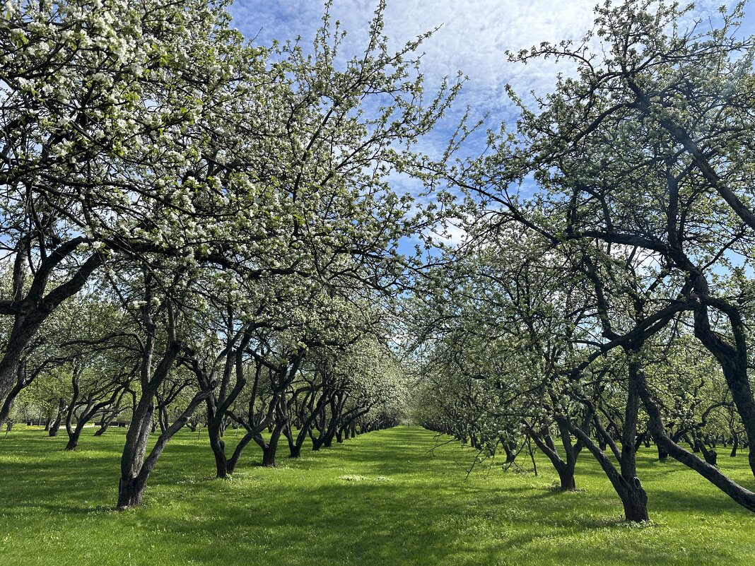 Яблоневый сад - <<< Наташа >>>