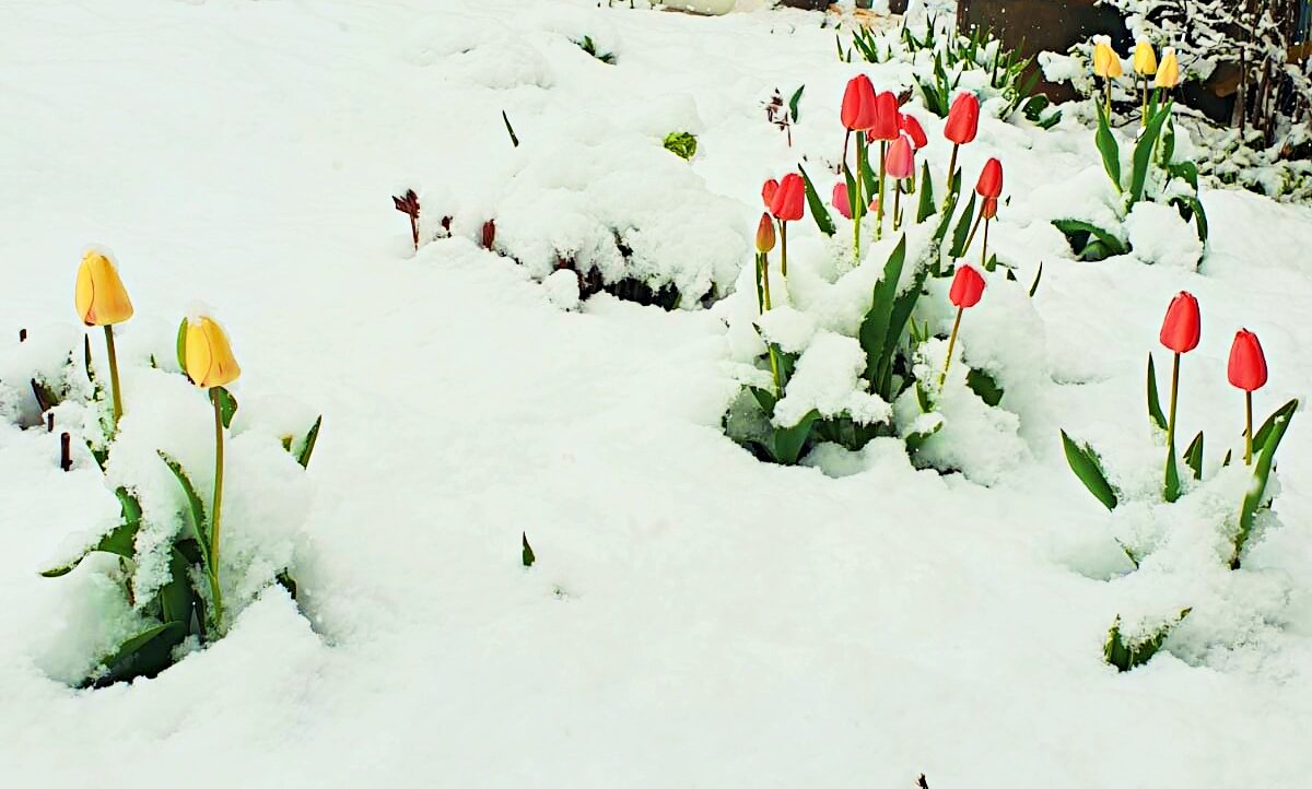 Возвращение зимы 04.05.24. - Любовь Сахарова