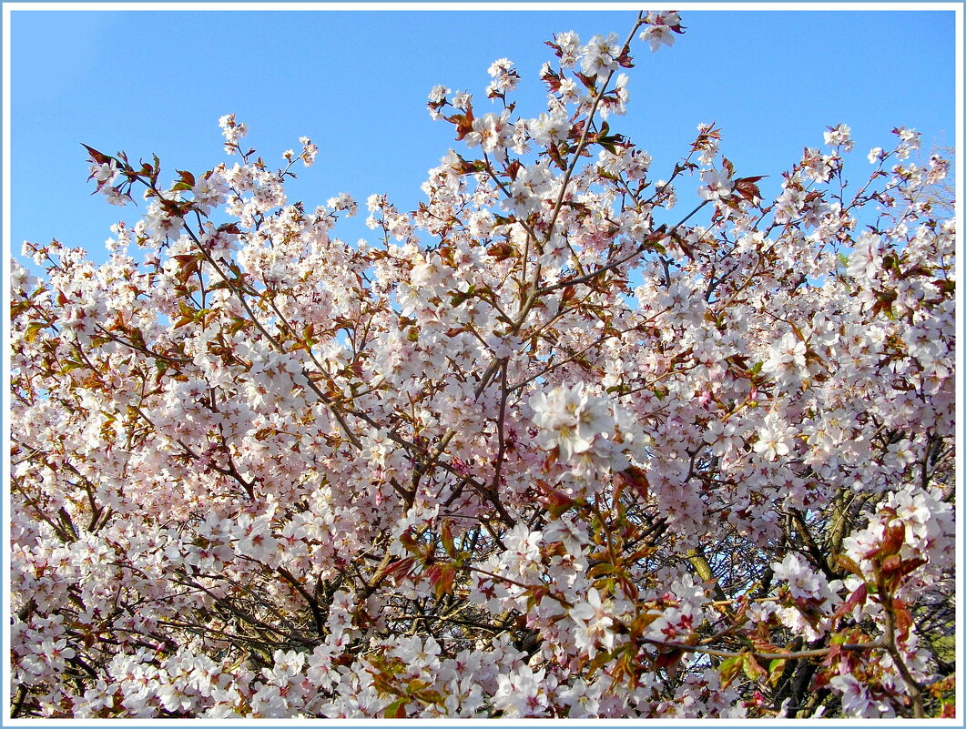 Цветение сакуры в Ботаническом саду. - Лия ☼