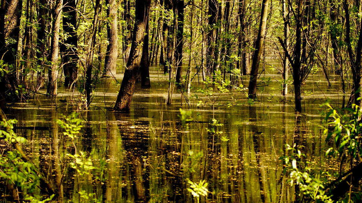большая вода в весеннем лесу - Александр Прокудин