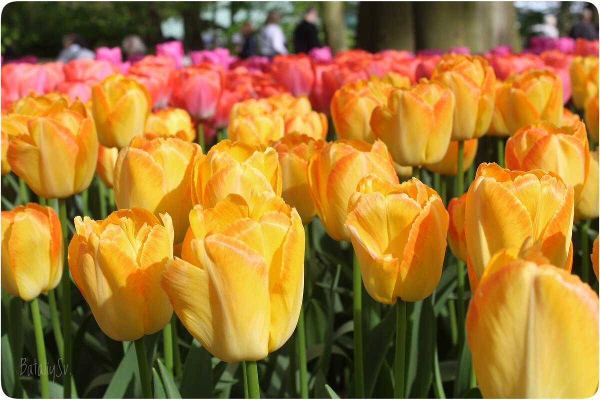 парк цветов Keukenhof - Светлана Баталий