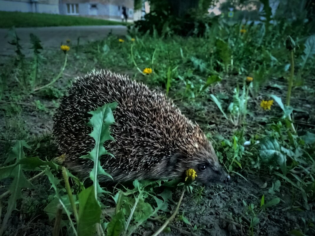 ... - Елена Пономарева