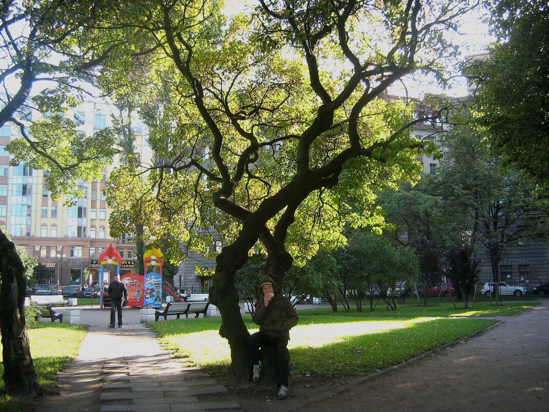 Живописное дерево в сквере Профессора Попова. - Мария Васильева