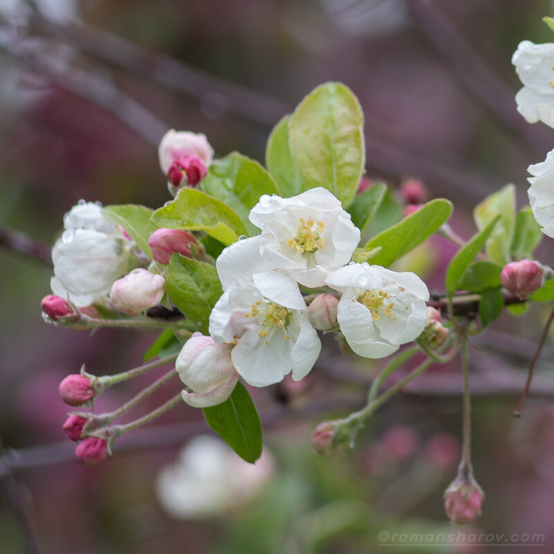 цветы яблони китайка - Роман Шаров