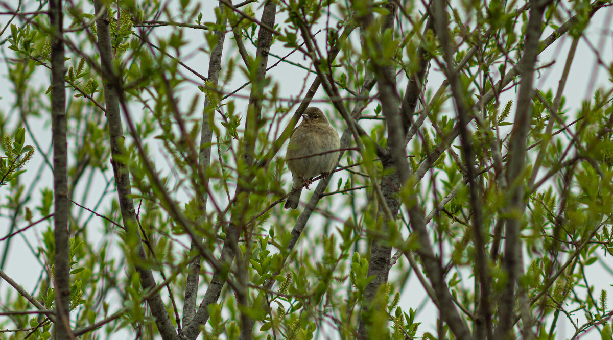 Female Chaffinch | 1 - Sergey Sonvar