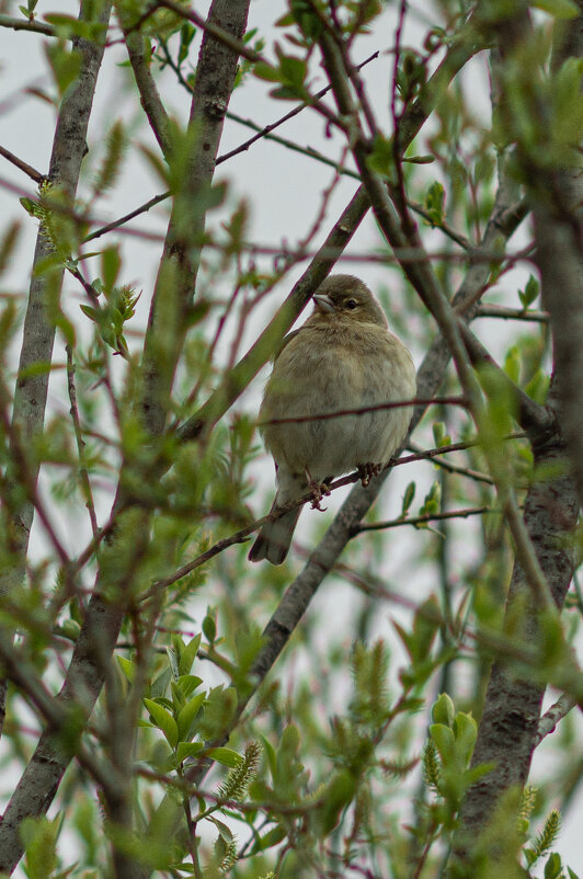 Female Chaffinch | 2 - Sergey Sonvar