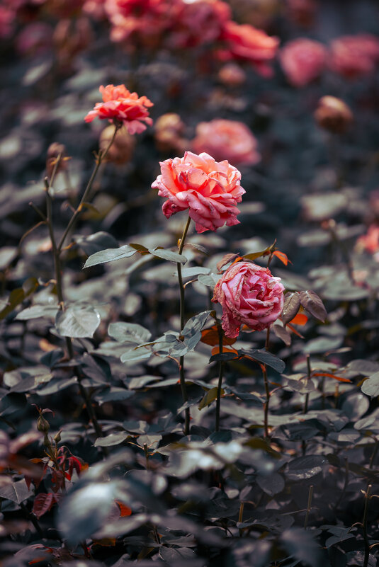 Розы в парке в Ханчжоу - Дмитрий 
