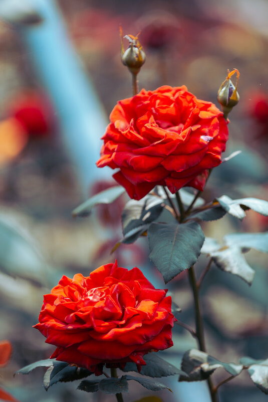 Сезон цветения роз - Дмитрий 