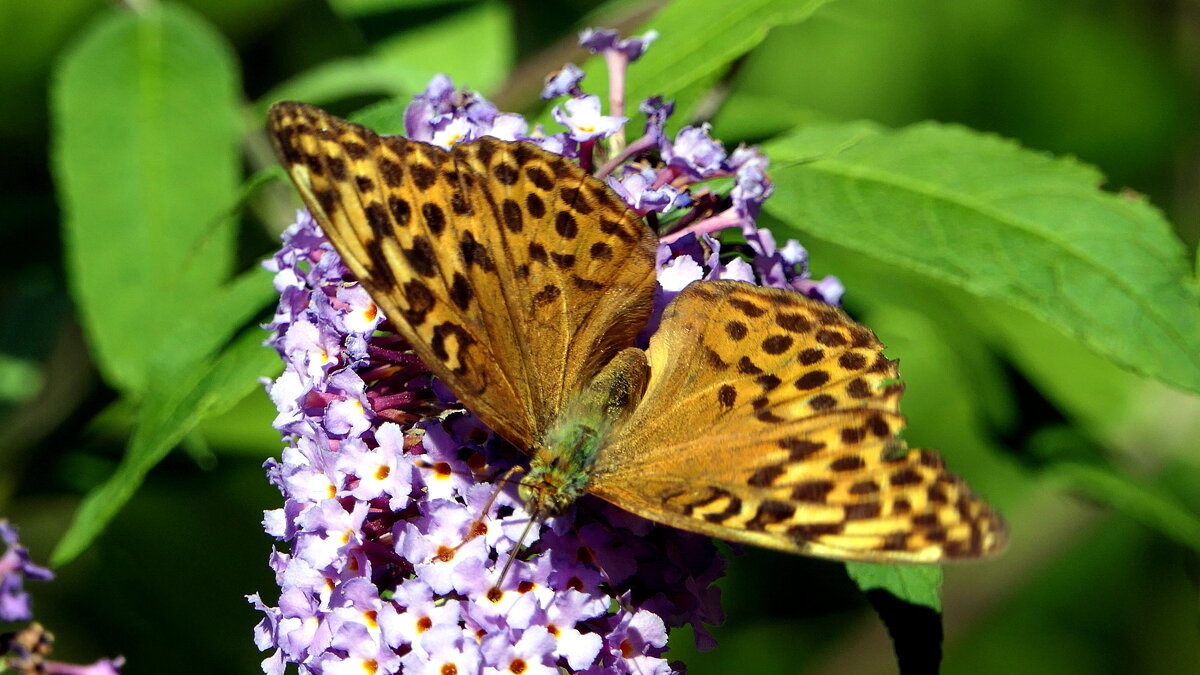 -Бабочки / Butterfliesу у меня на Даче.. - "The Natural World" Александер