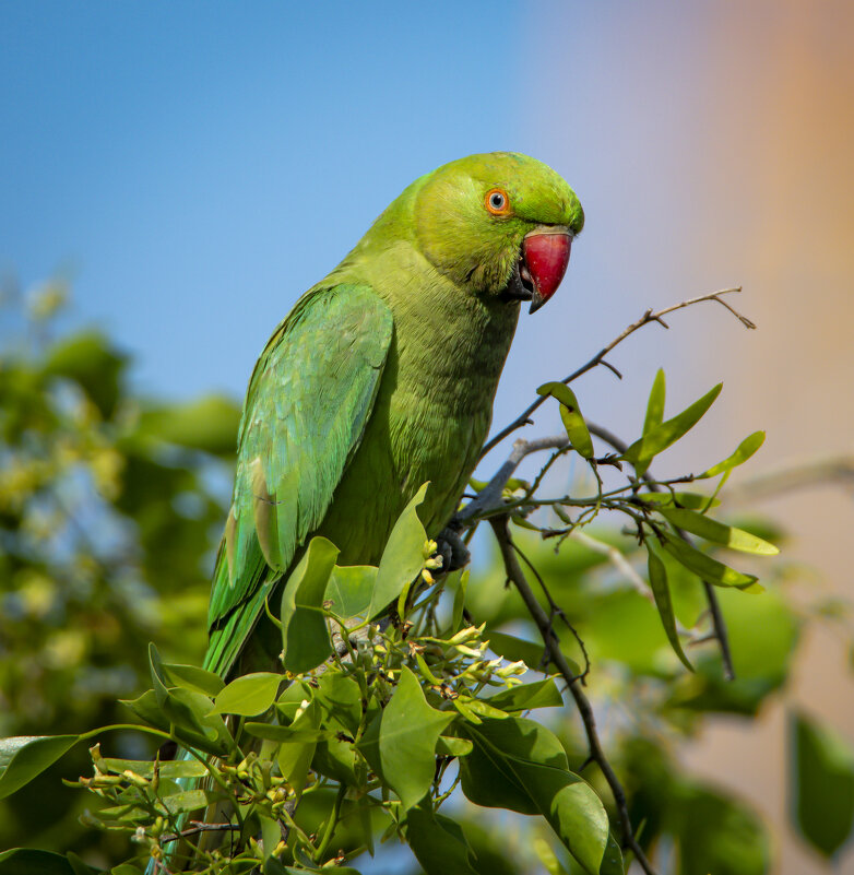 Индийский кольчатый попугай.(Psittacula krameri) - Александр Григорьев