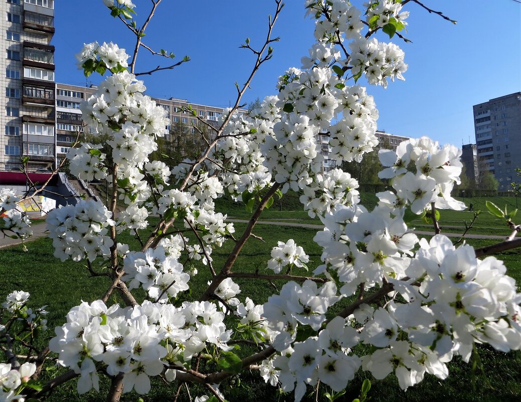 Весна в городе - Лариса С.