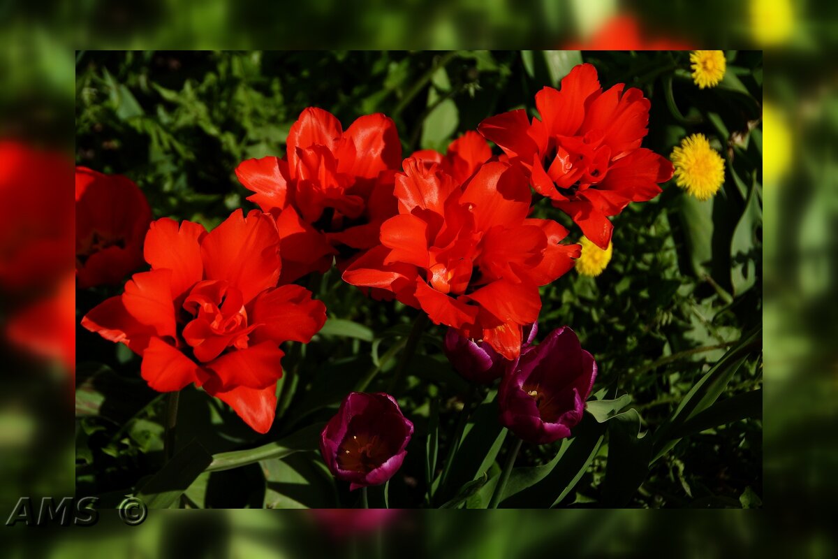 Тюльпаны - kolyeretka 