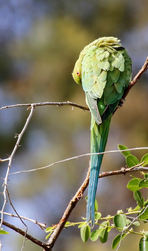 Индийский кольчатый попугай - Ефим Журбин