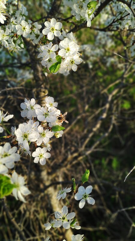 Весна - Андрей 